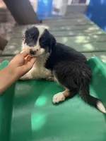 Tony, a male Border Collie for sale in Chula Vista, CA – 8 of 10