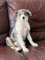 Candy, a female Border Collie for sale in Chula Vista, CA – 2 of 10