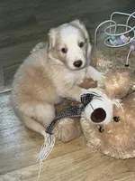 Olaf, a female Border Collie for sale in Chula Vista, CA – 2 of 10