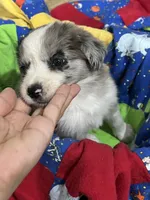 Bruce, a male Border Collie for sale in Chula Vista, CA – 10 of 10