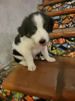Waylon, a male Border Collie for sale in Chula Vista, CA – 5 of 10