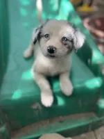 Nathanael , a male Border Collie for sale in Chula Vista, CA – 3 of 10
