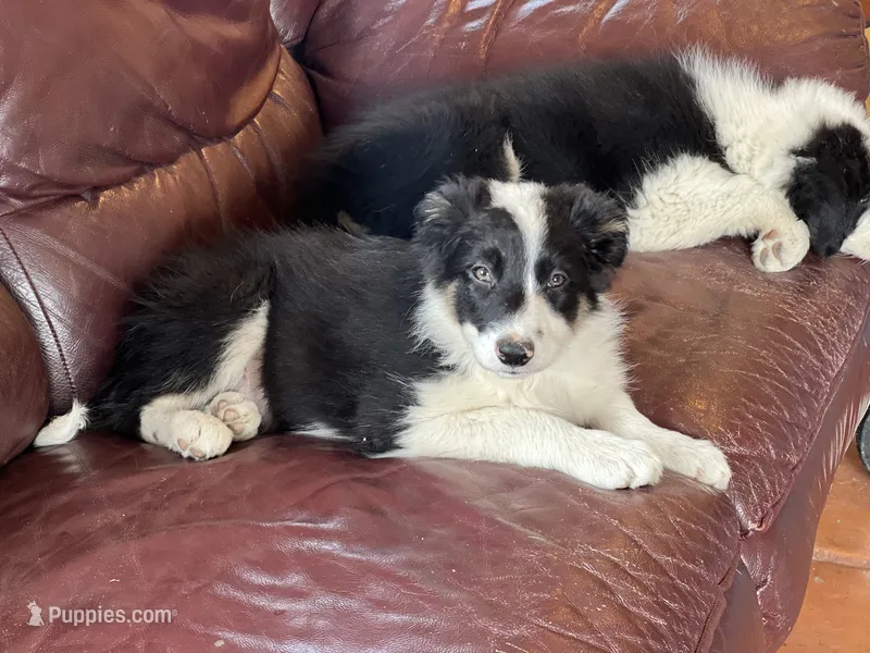 Tony – Border Collie puppy for sale in Chula Vista, CA