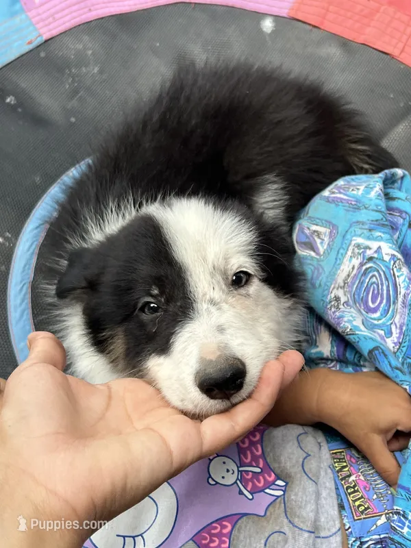 Prince – Border Collie puppy for sale in Chula Vista, CA
