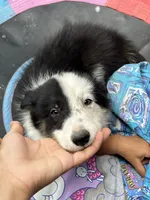 Prince, a male Border Collie for sale in Chula Vista, CA – 1 of 7