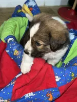 Teddy, a male Border Collie for sale in Chula Vista, CA – 2 of 10