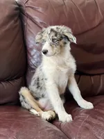 Candy, a female Border Collie for sale in Chula Vista, CA – 6 of 10