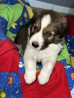 Teddy, a male Border Collie for sale in Chula Vista, CA – 5 of 10