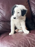 Cookie, a male Border Collie for sale in Chula Vista, CA – 2 of 10