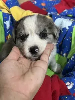 Bruce, a male Border Collie for sale in Chula Vista, CA – 8 of 10