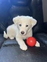 Peaches, a female Australian Shepherd and Border Collie for sale in Chula Vista, CA – 2 of 10