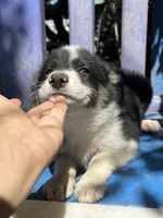 Snow, a female Border Collie for sale in Chula Vista, CA – 9 of 9