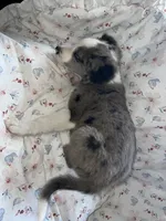 Jolly Rancher, a male Australian Shepherd and Border Collie for sale in Chula Vista, CA – 10 of 10