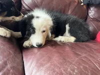 Cookie, a male Border Collie for sale in Chula Vista, CA – 6 of 10