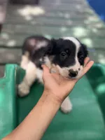 Tony, a male Border Collie for sale in Chula Vista, CA – 3 of 10