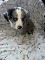 Buckaroo, a male Australian Shepherd and Border Collie for sale in Chula Vista, CA – 7 of 10