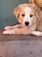 Wayne, a male Australian Shepherd and Border Collie for sale in Chula Vista, CA – 2 of 10