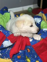 Elsa, a female Border Collie for sale in Chula Vista, CA – 5 of 9