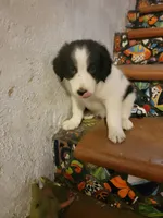 Waylon, a male Border Collie for sale in Chula Vista, CA – 2 of 10