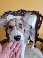 Sparky , a female Border Collie for sale in Chula Vista, CA – 3 of 10