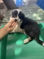 Tony, a male Border Collie for sale in Chula Vista, CA – 10 of 10