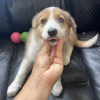 Dixie, a female Australian Shepherd and Border Collie for sale in Chula Vista, CA – 3 of 10