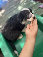 Tony, a male Border Collie for sale in Chula Vista, CA – 6 of 10