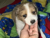 Jasmine, a female Border Collie for sale in Chula Vista, CA – 9 of 10