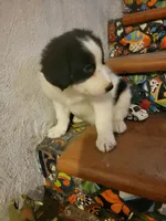 Waylon, a male Border Collie for sale in Chula Vista, CA – 9 of 10
