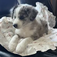 Buckaroo, a male Australian Shepherd and Border Collie for sale in Chula Vista, CA – 4 of 10