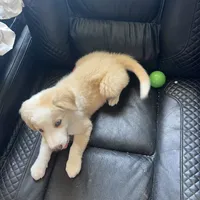 Wayne, a male Australian Shepherd and Border Collie for sale in Chula Vista, CA – 8 of 10
