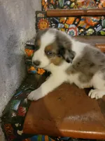 Johnny, a male Border Collie for sale in Chula Vista, CA – 8 of 10
