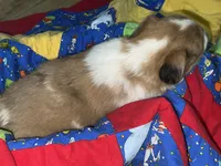 Jasmine, a female Border Collie for sale in Chula Vista, CA – 6 of 10