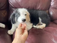Cookie, a male Border Collie for sale in Chula Vista, CA – 5 of 10