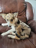 Sparky , a female Border Collie for sale in Chula Vista, CA – 4 of 10