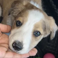 Trixie, a female Australian Shepherd and Border Collie for sale in Chula Vista, CA – 2 of 10