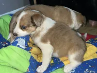 Ariel, a female Border Collie for sale in Chula Vista, CA – 6 of 9