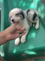 Nathanael , a male Border Collie for sale in Chula Vista, CA – 10 of 10