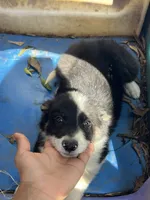 Snow, a female Border Collie for sale in Chula Vista, CA – 8 of 9