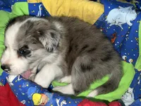 Bruce, a male Border Collie for sale in Chula Vista, CA – 2 of 10