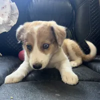 Dixie, a female Australian Shepherd and Border Collie for sale in Chula Vista, CA – 2 of 10