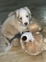 Olaf, a female Border Collie for sale in Chula Vista, CA – 6 of 10