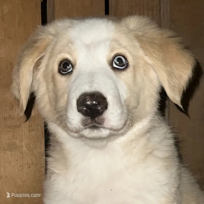 Wayne – Australian Shepherd, Border Collie puppy for sale in Chula Vista, CA