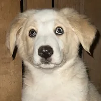 Clyde, a male Australian Shepherd and Border Collie for sale in Chula Vista, CA – 2 of 9
