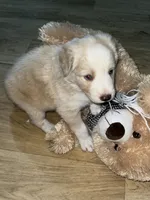 Olaf, a female Border Collie for sale in Chula Vista, CA – 8 of 10