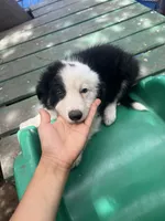 Cookie, a male Border Collie for sale in Chula Vista, CA – 10 of 10