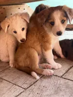 Trixie, a female Australian Shepherd and Border Collie for sale in Chula Vista, CA – 3 of 10