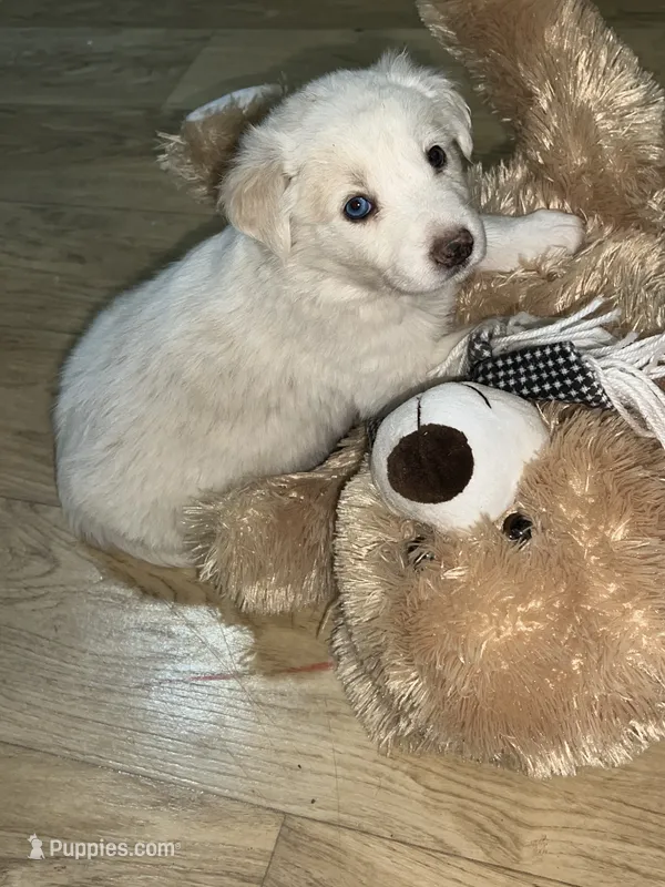 Goldilocks  – Border Collie puppy for sale in Chula Vista, CA