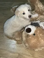 Elsa, a female Border Collie for sale in Chula Vista, CA – 8 of 9