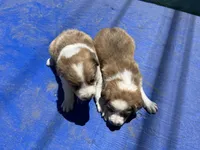 Ariel, a female Border Collie for sale in Chula Vista, CA – 3 of 9